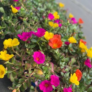Portulaca