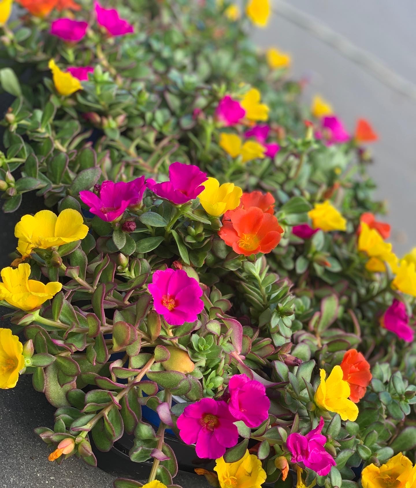 Portulaca