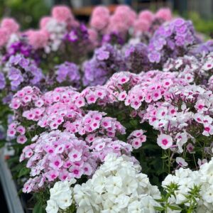 Phlox Paniculata - Vlambloem