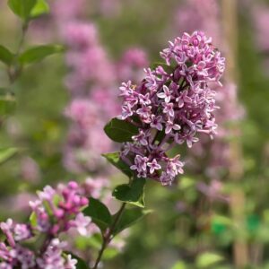 Syringa Josée 10L