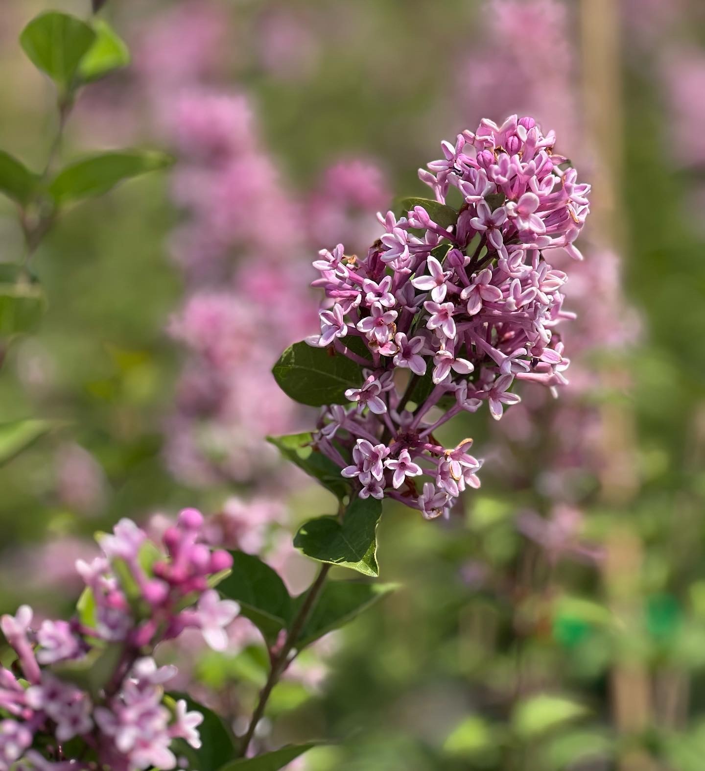Syringa Josée 10L
