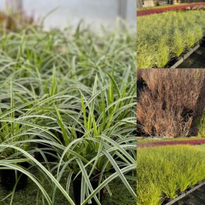 Zegge siergras - Carex assortiment kleine formaten