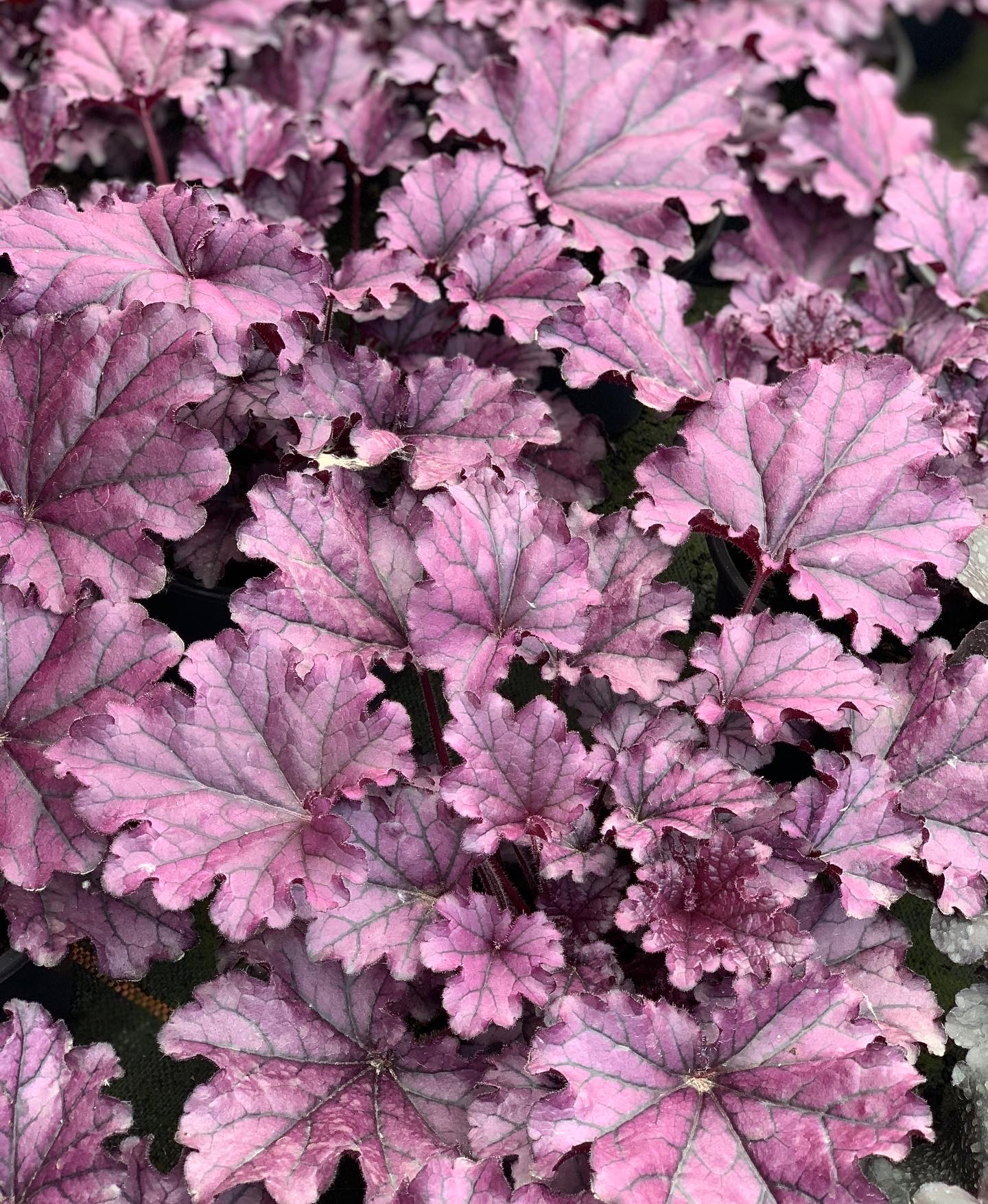 Heuchera - Purperklokje - Image 11
