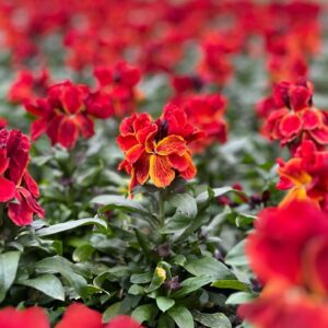 Erysimum - steenraket - muurbloem