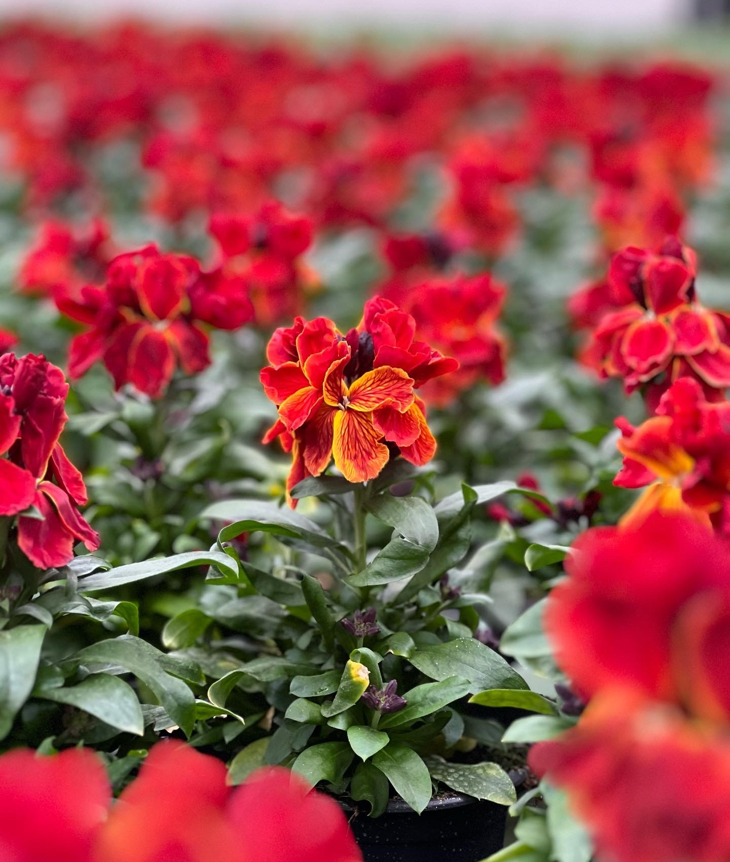 Erysimum - steenraket - muurbloem