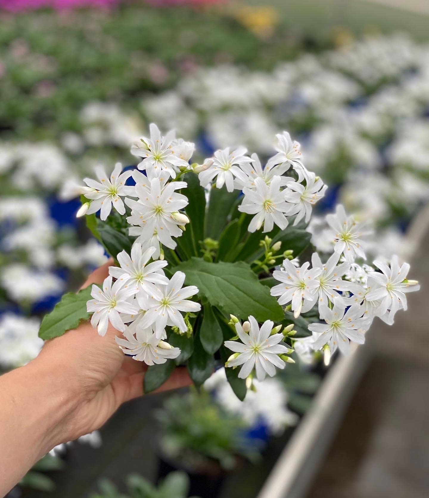 Lewisia - Bitterkruid - Image 4