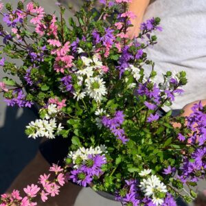 Scaevola TRIO