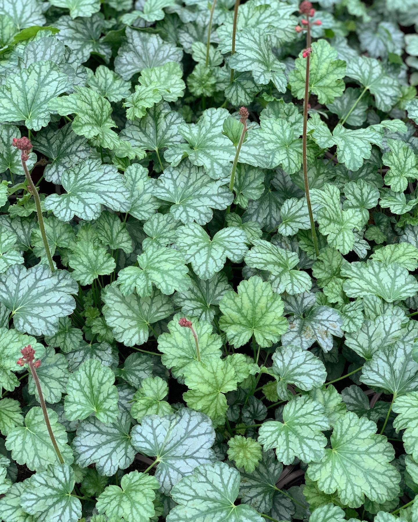 Heuchera - Purperklokje - Image 5
