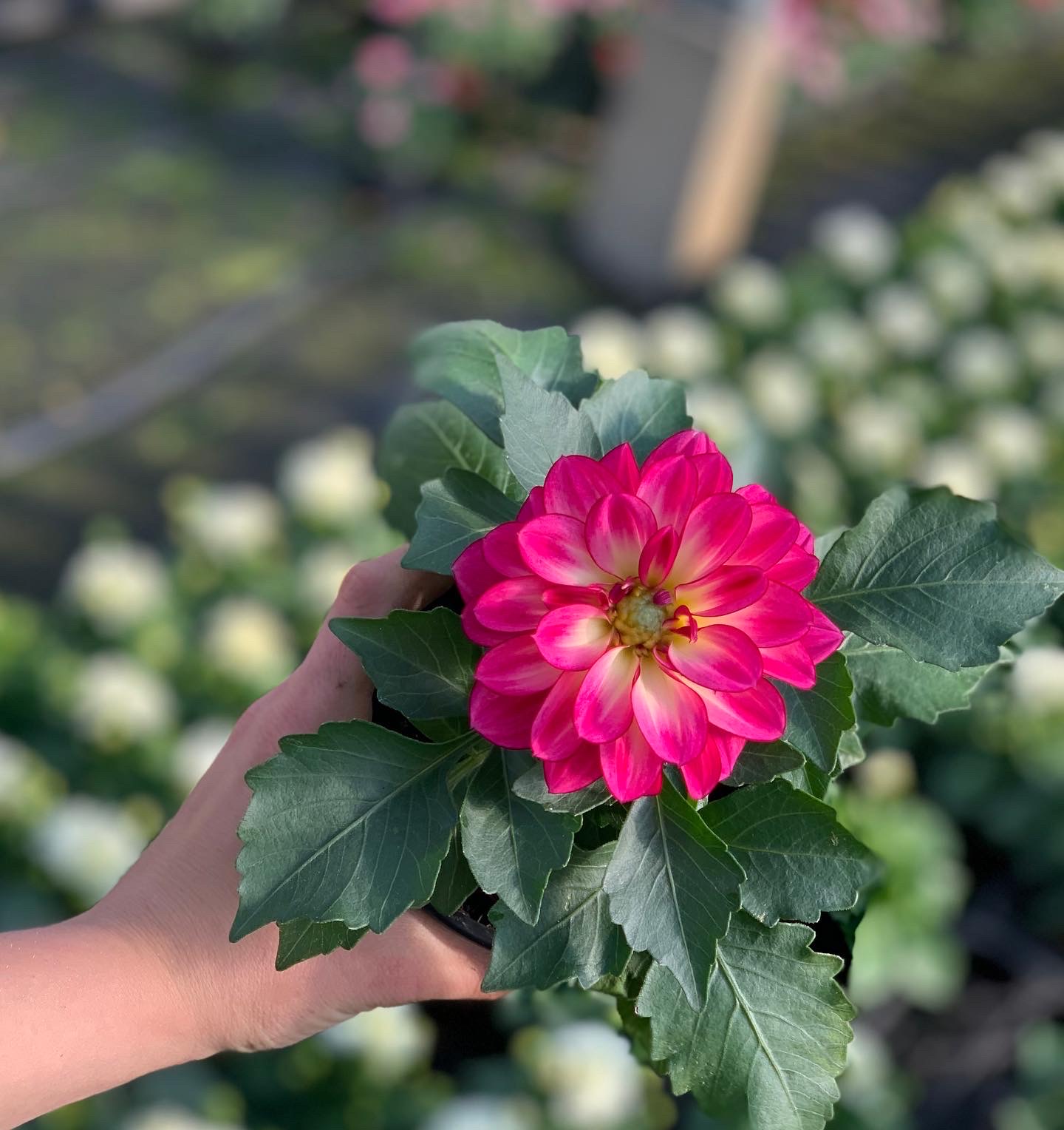 Dahlia pot 10,5 cm - Image 7
