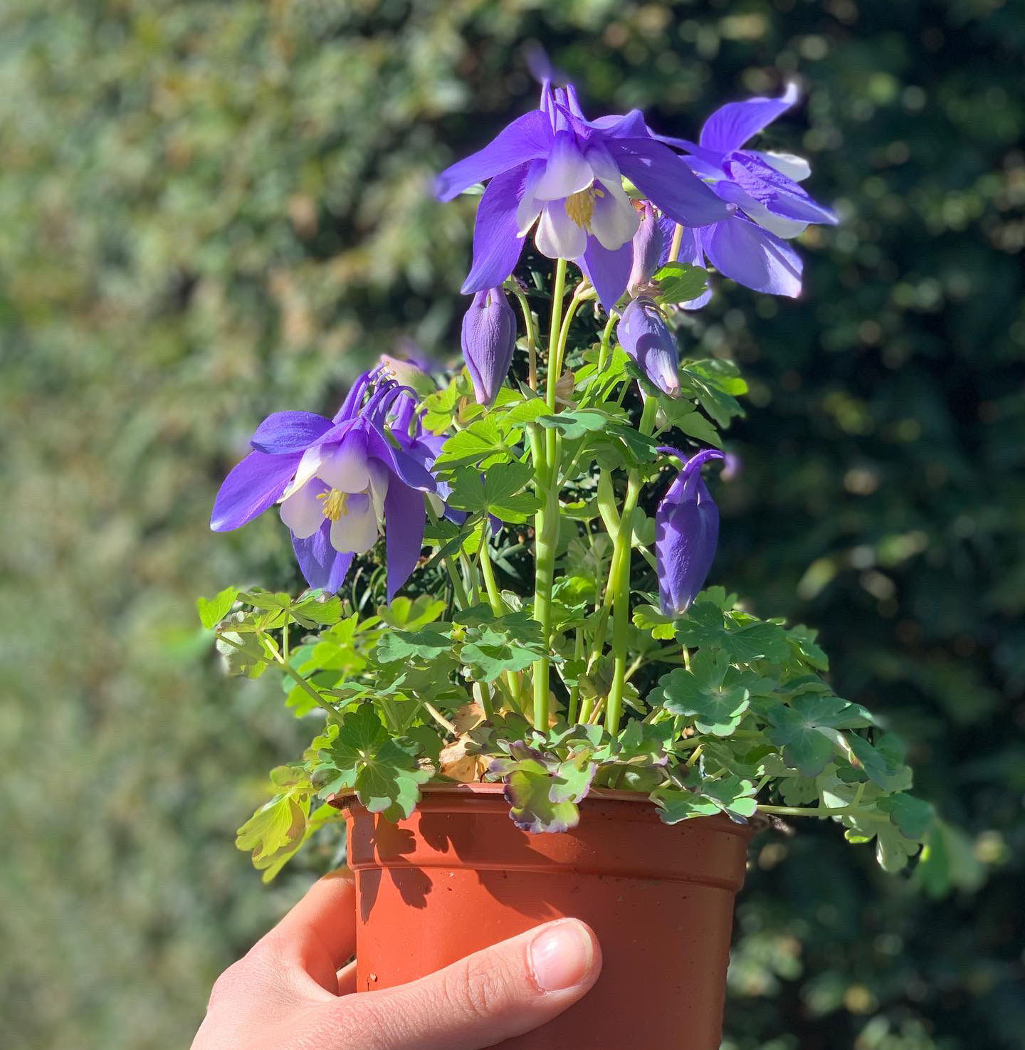 Akelie - Aquilegia - Image 2