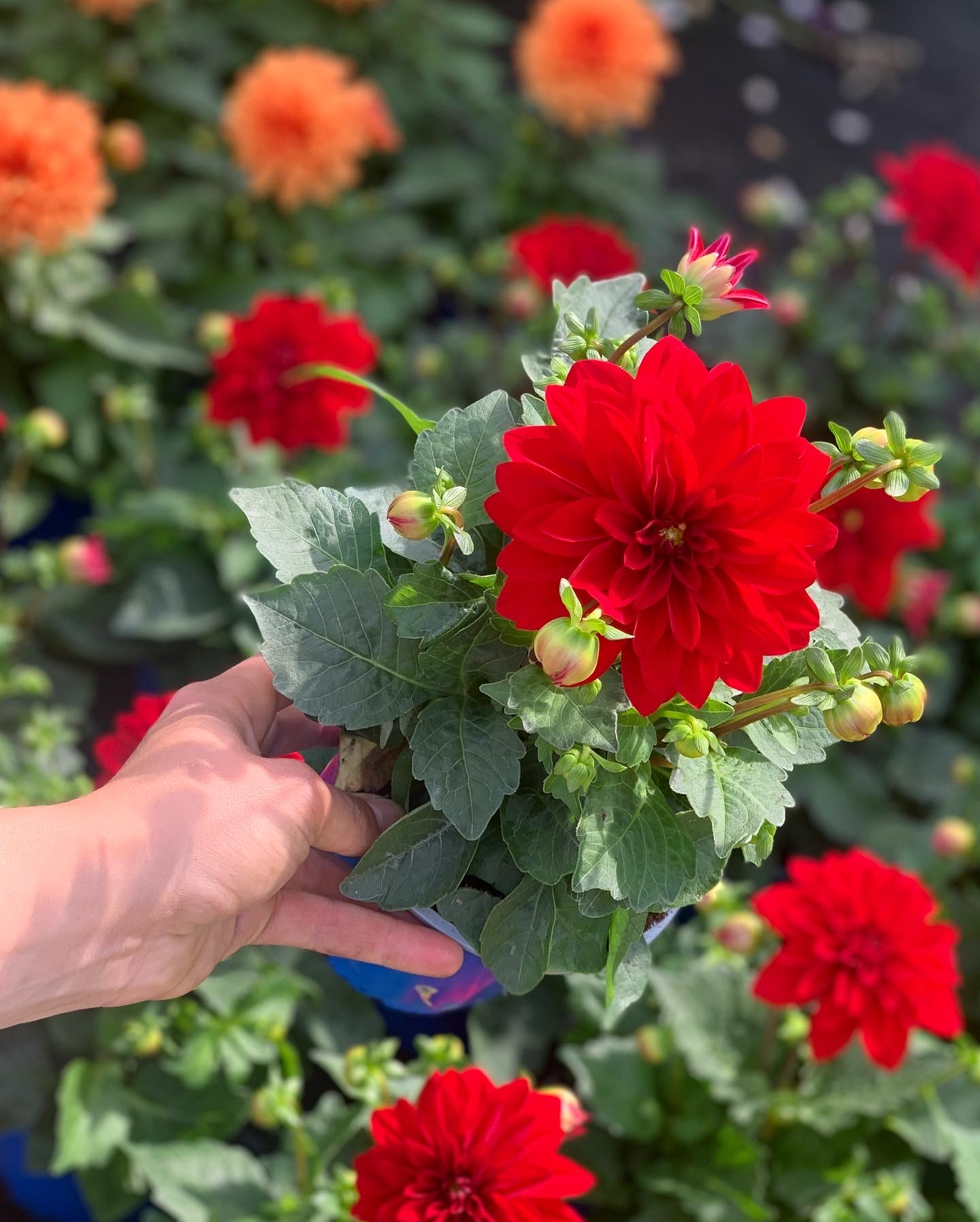 Dahlia pot 12 - Image 2