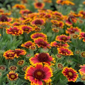 Gaillardia - Kokardebloem