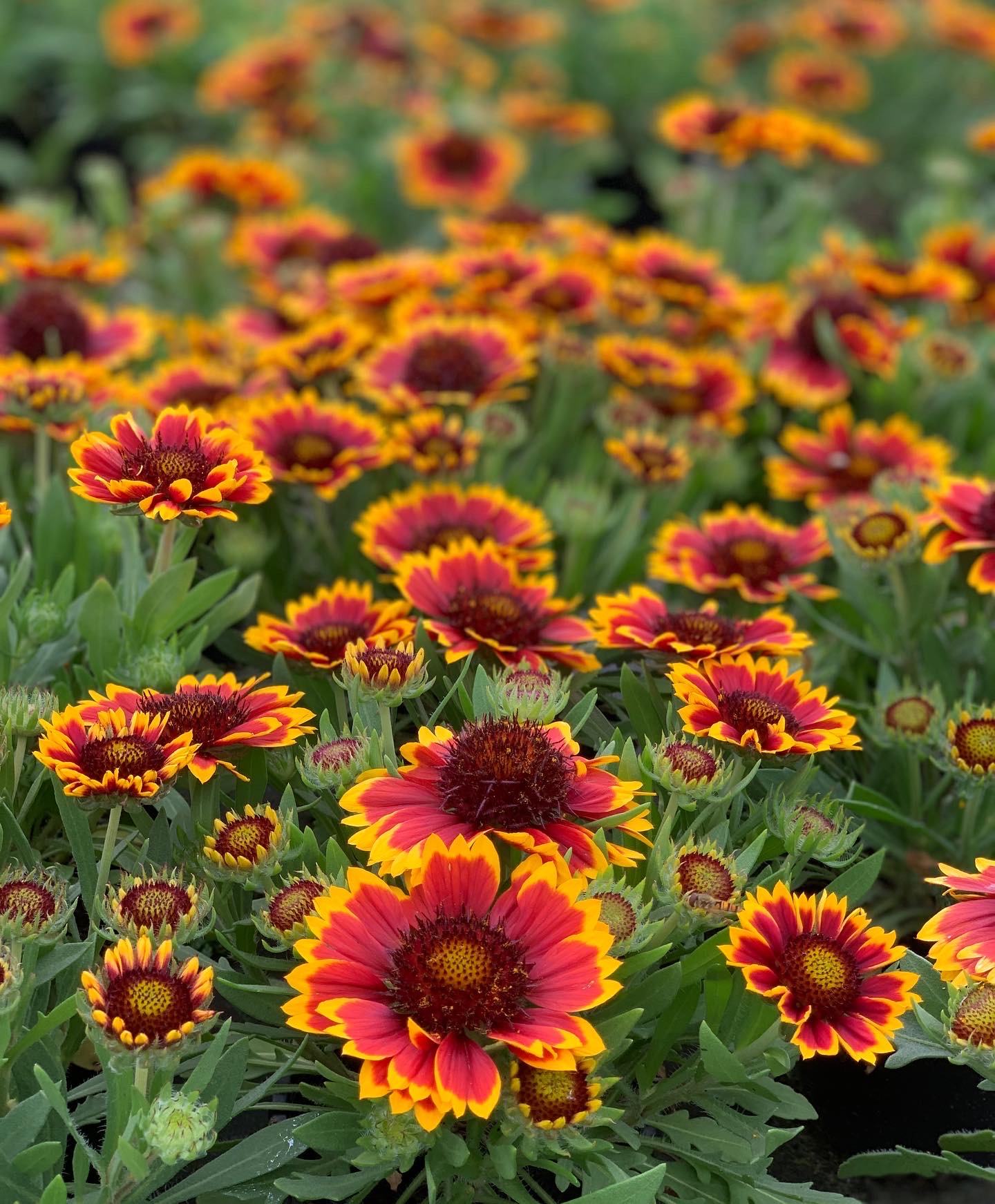 Gaillardia - Kokardebloem