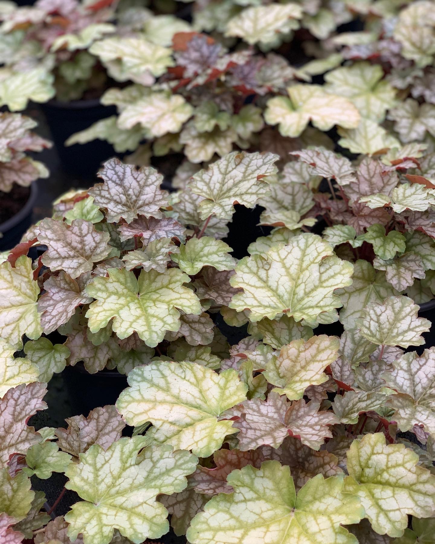 Heuchera - Purperklokje - Image 14