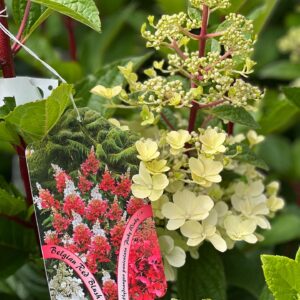 Hydrangea Paniculata ‘Pinky Winky’