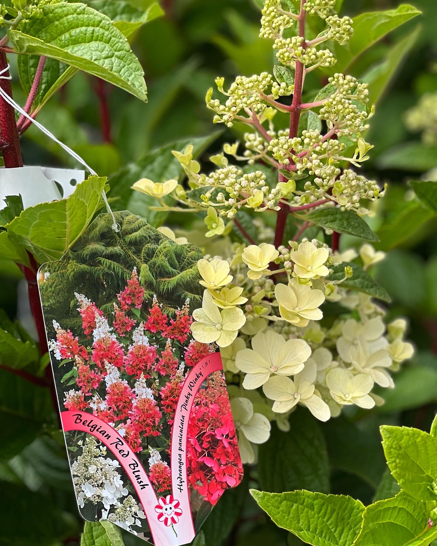 Hydrangea Paniculata ‘Pinky Winky’
