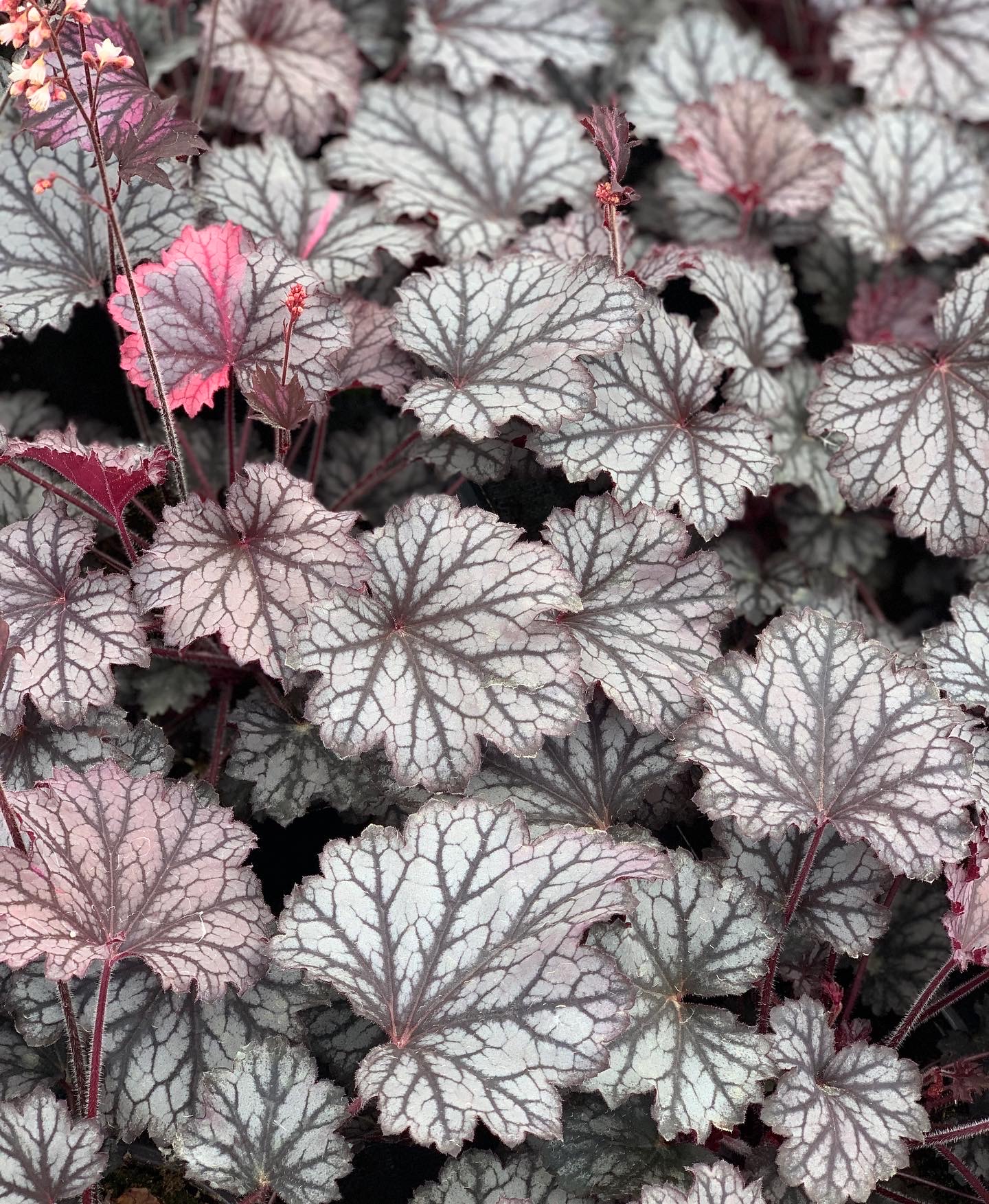 Heuchera - Purperklokje - Image 3