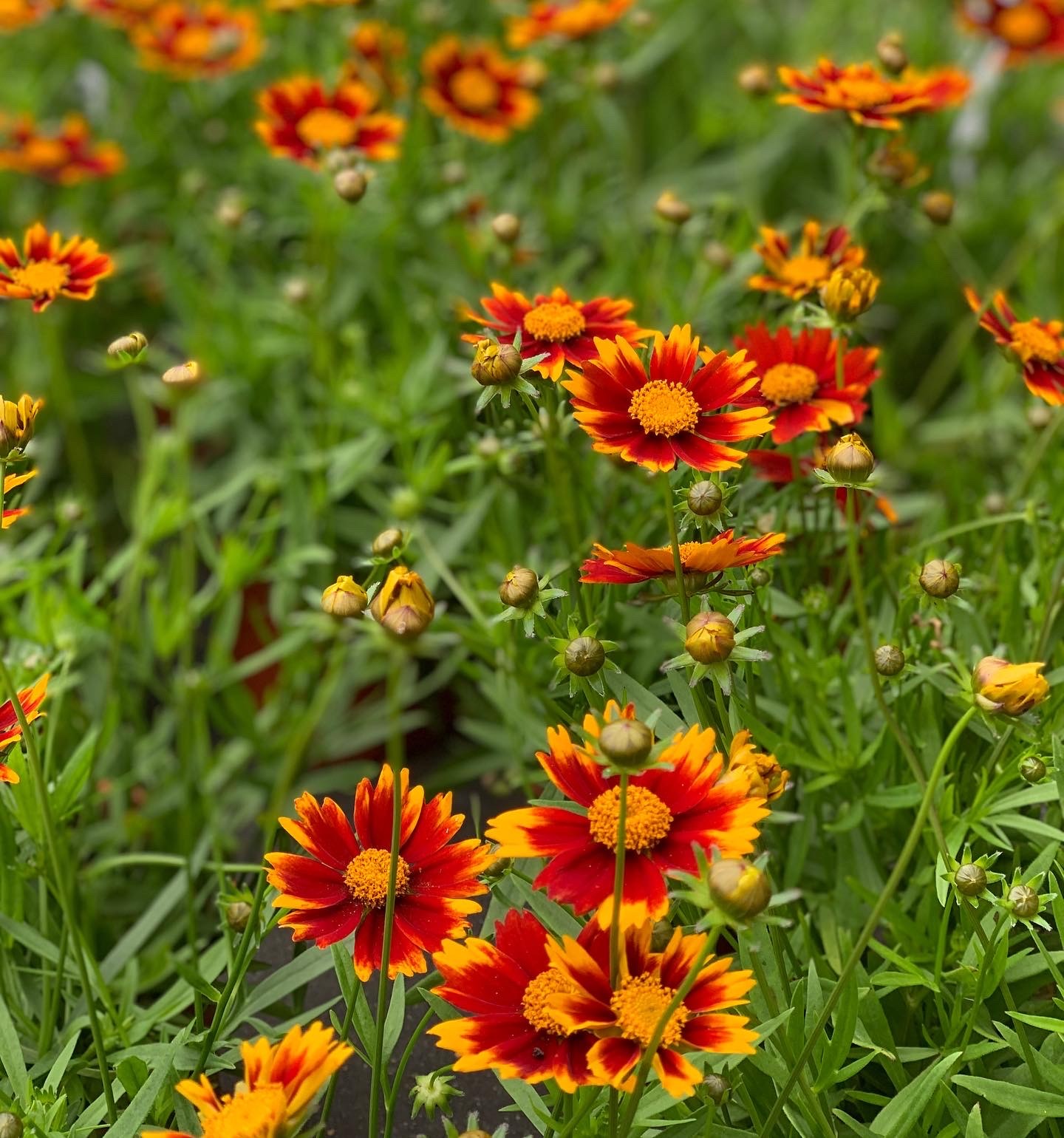 Coreopsis Little Bang Daybreak - Image 2