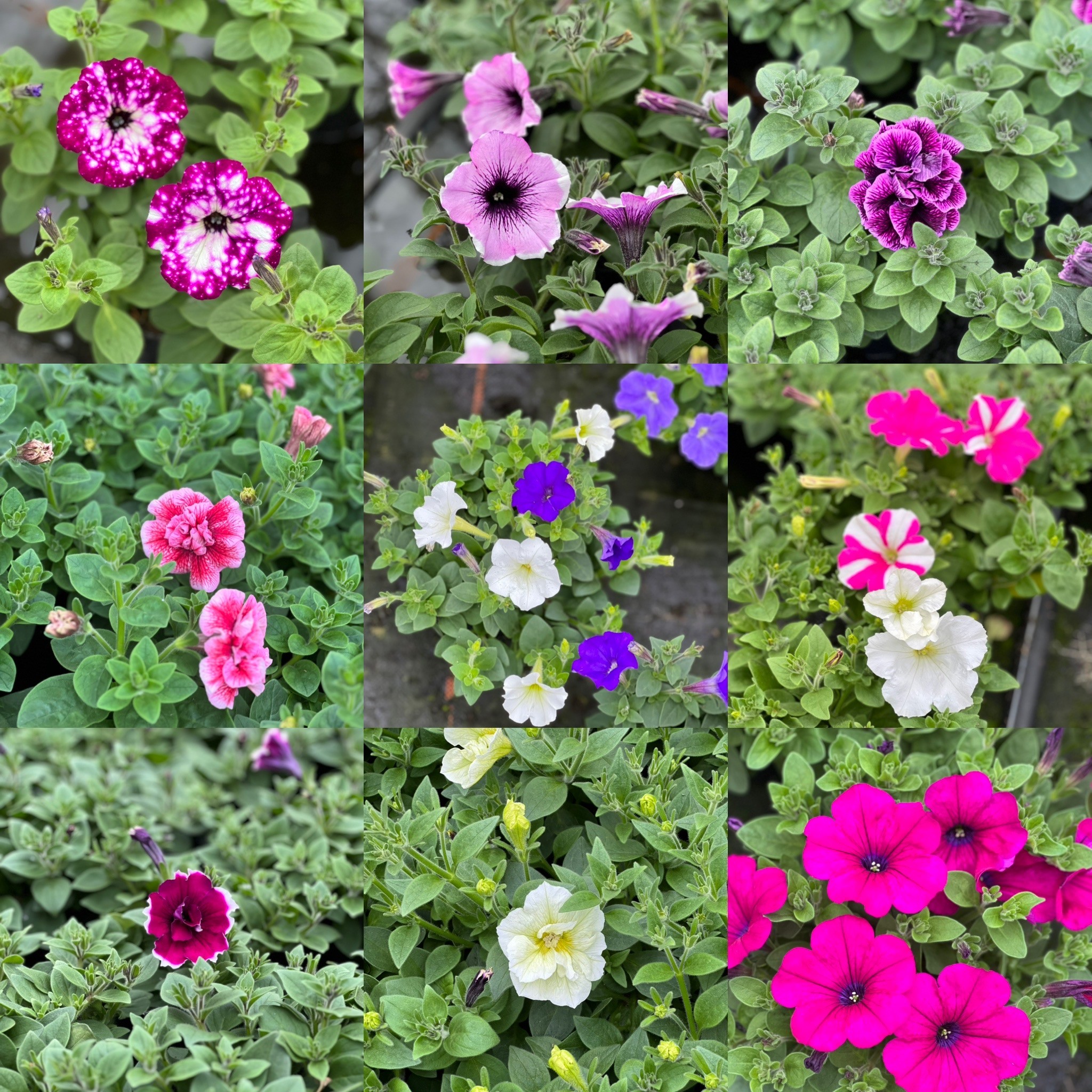Surfinia - hang petunia - Image 3