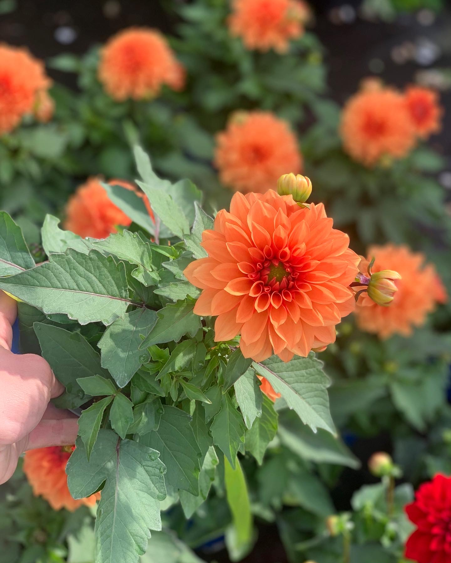 Dahlia pot 12 - Image 4