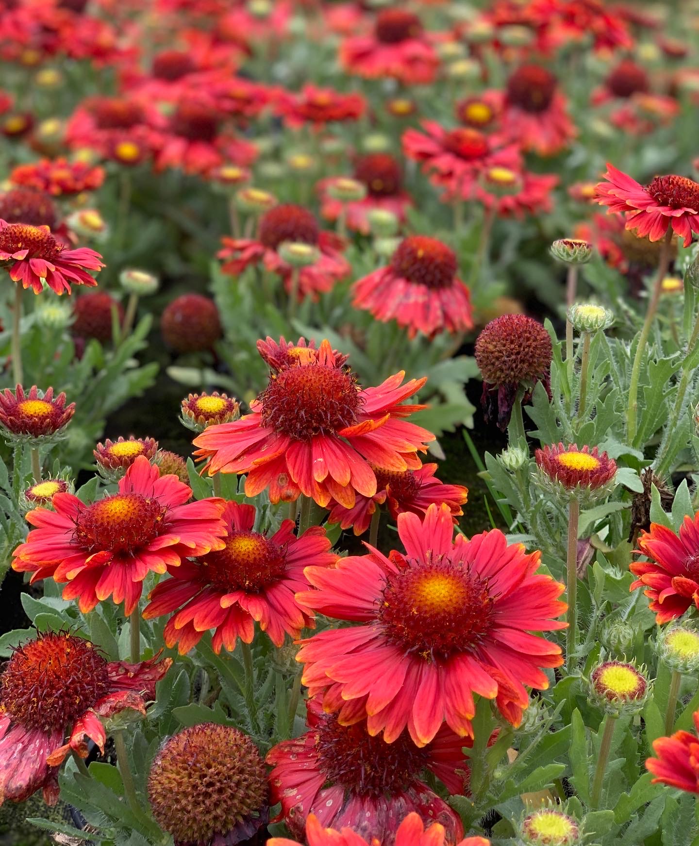 Gaillardia - Kokardebloem - Image 2