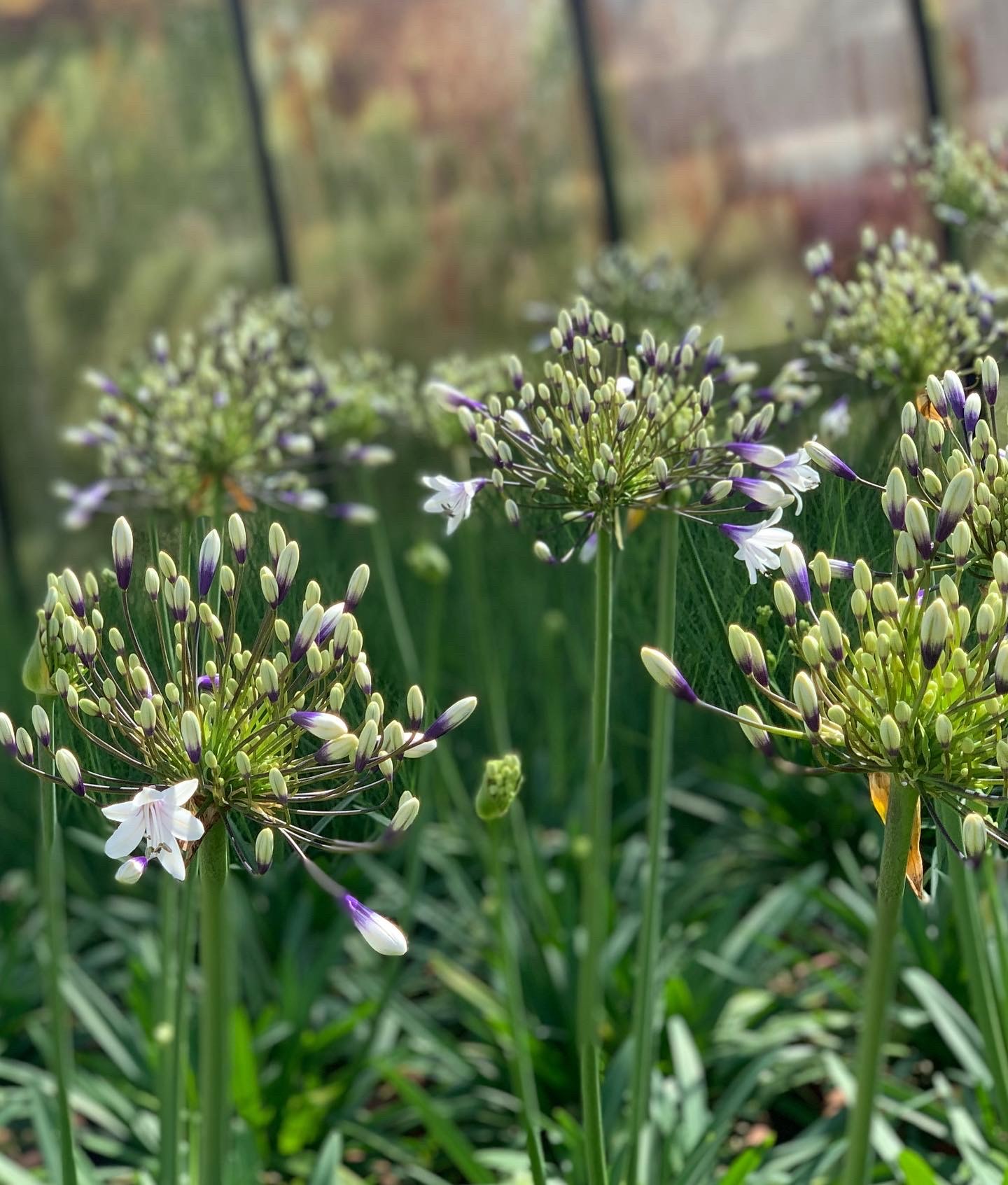Agapanthus Fireworks - Afrikaanse / Kaapse Lelie - Image 2