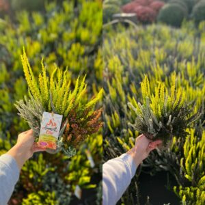 Calluna trio - Erika driekleur groen