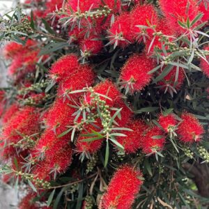 Callistemon op stam 220cm