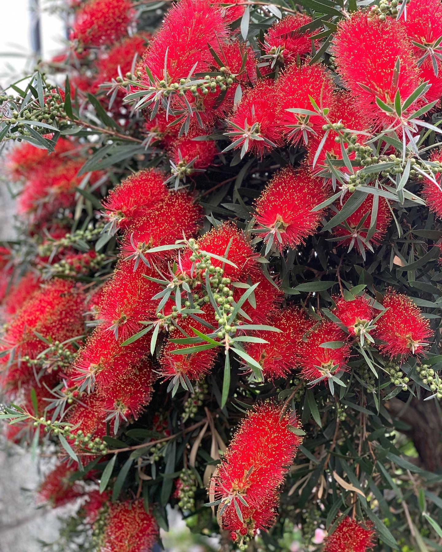 Callistemon op stam 220cm