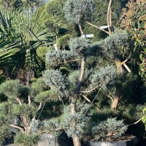 Cupressus Arizonica Fastigiata Bonsai Toscana - Amerikaanse Cipres Bonsai