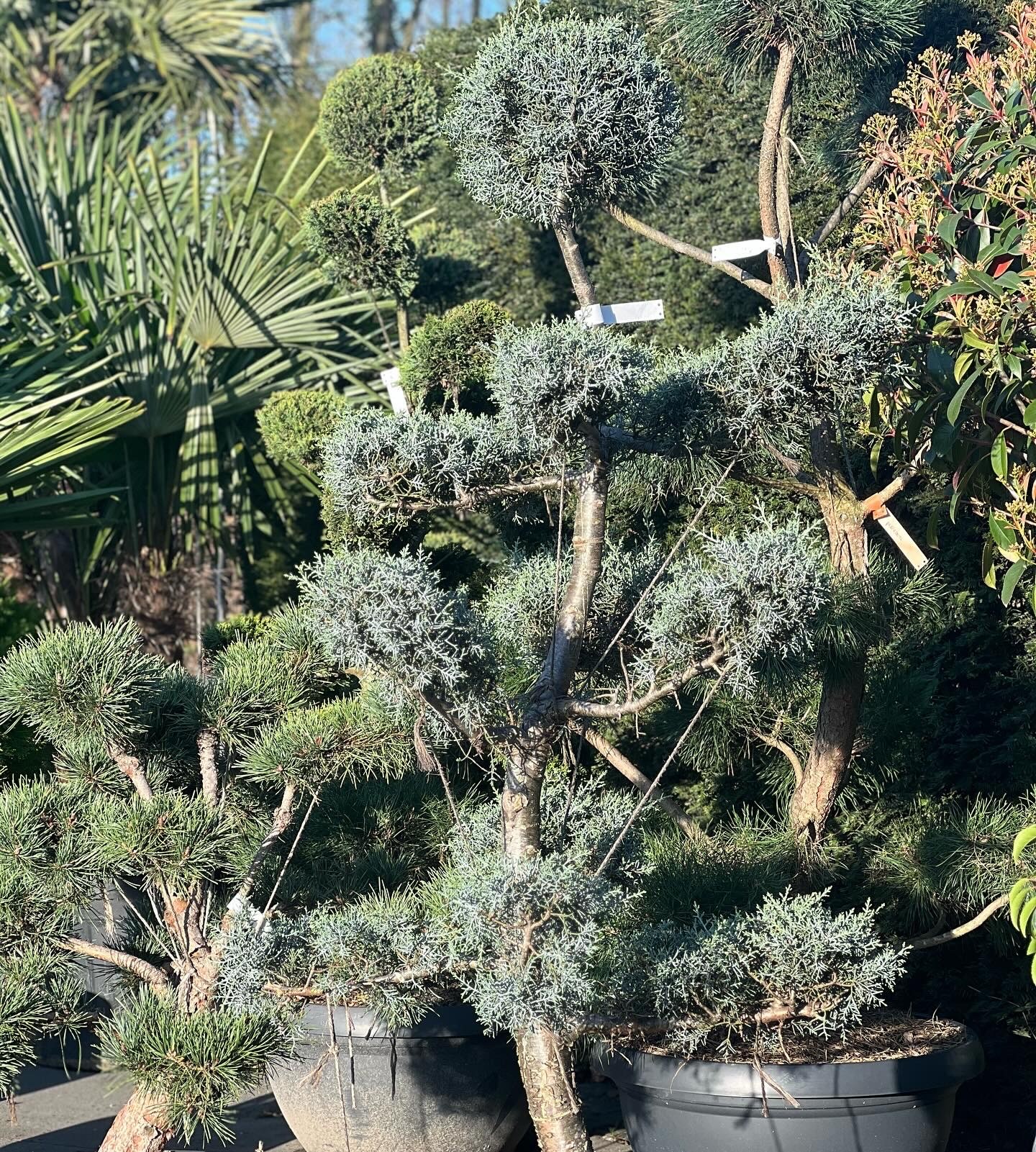 Cupressus Arizonica Fastigiata Bonsai Toscana - Amerikaanse Cipres Bonsai