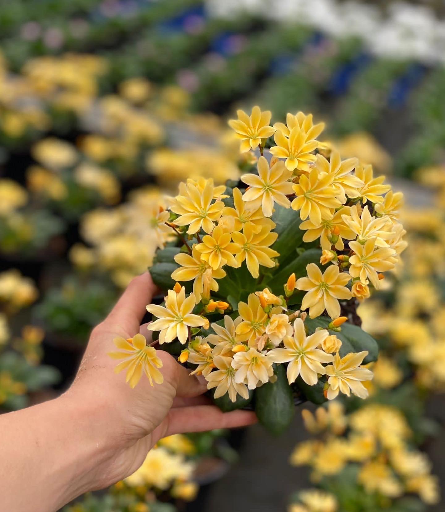 Lewisia - Bitterkruid - Image 3