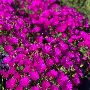 Mesembryanthemum - Mesebriantemo pot 13