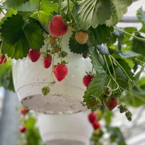 Aardbeien in hangpot