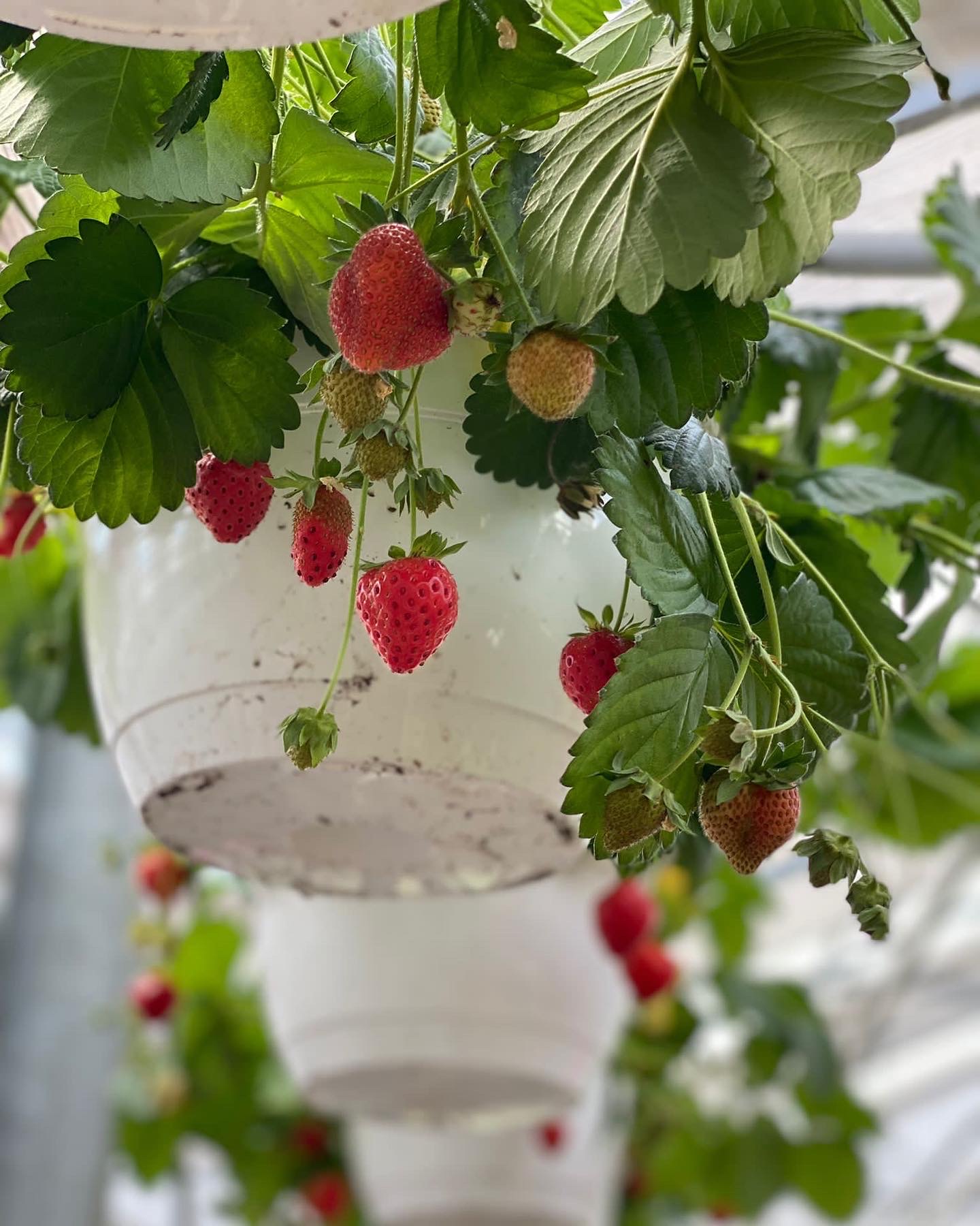 Aardbeien in hangpot