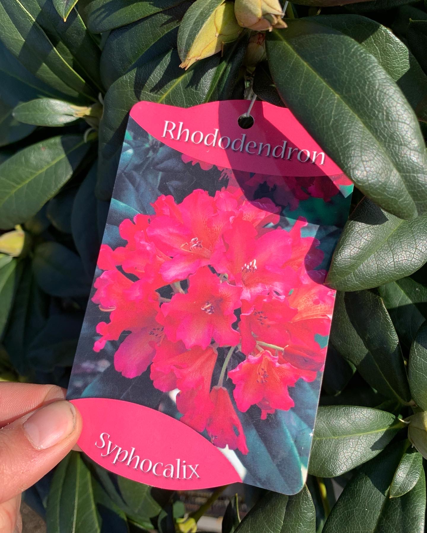 Rhododendron - Image 7
