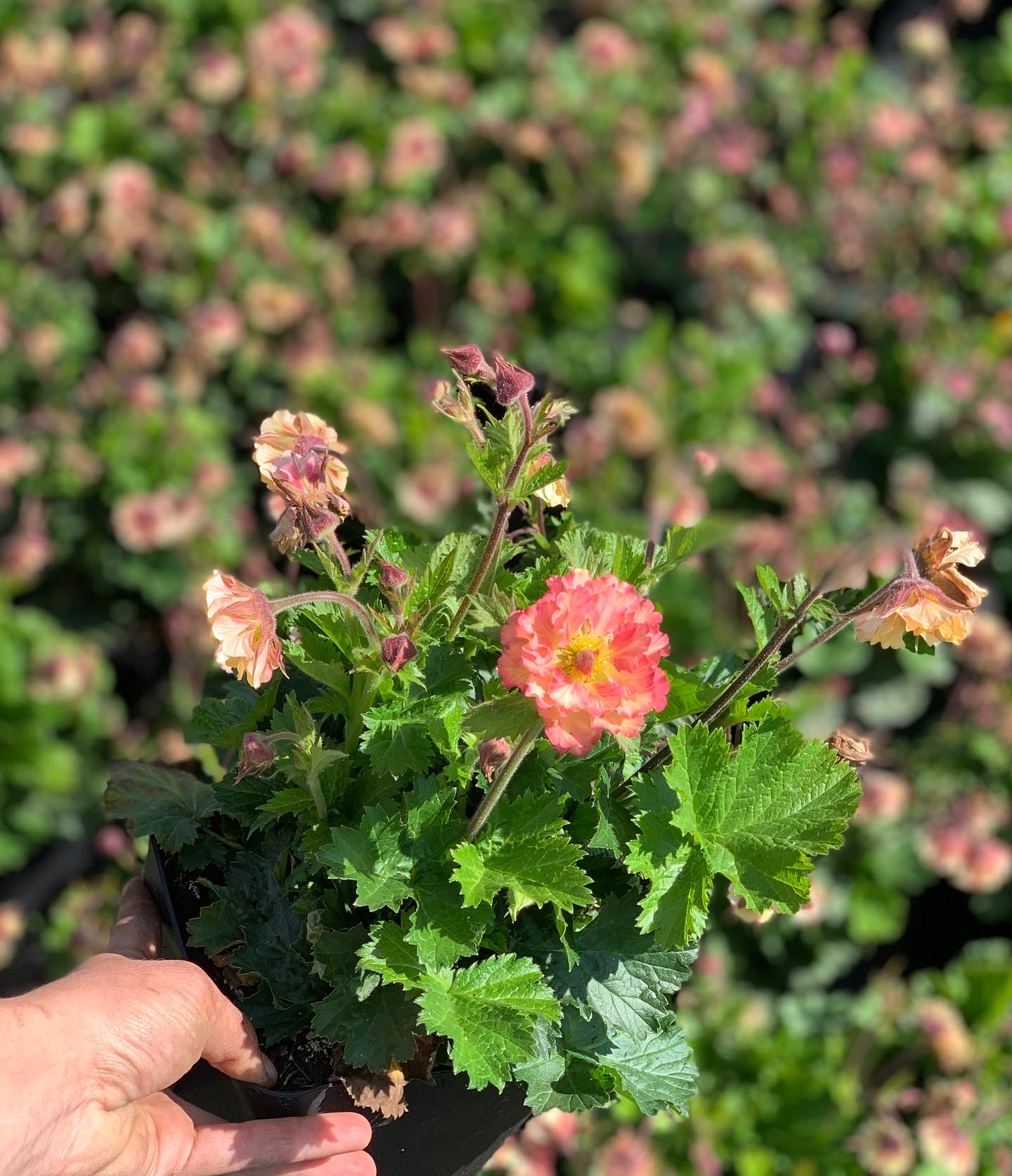 Geum - Nagelkruid - Image 2