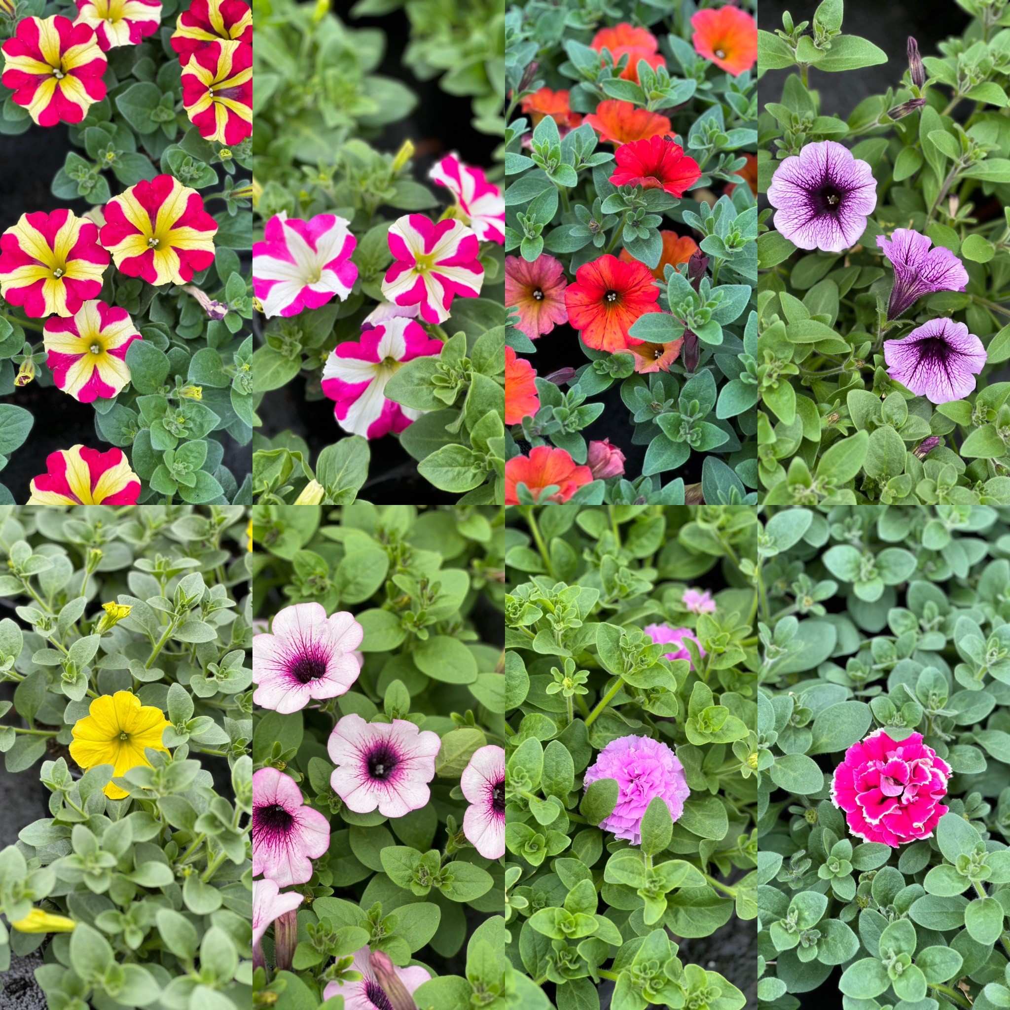Surfinia - hang petunia - Image 4