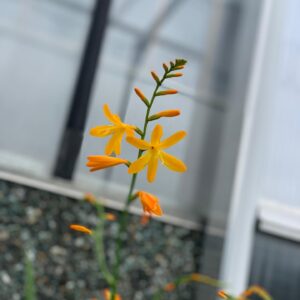 Crocosmia - Montbretia