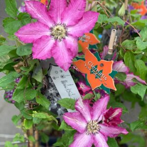 Clematis op stok