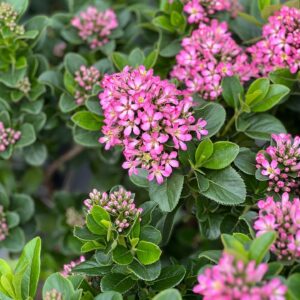 Escallonia Pink Elle 3,5 L