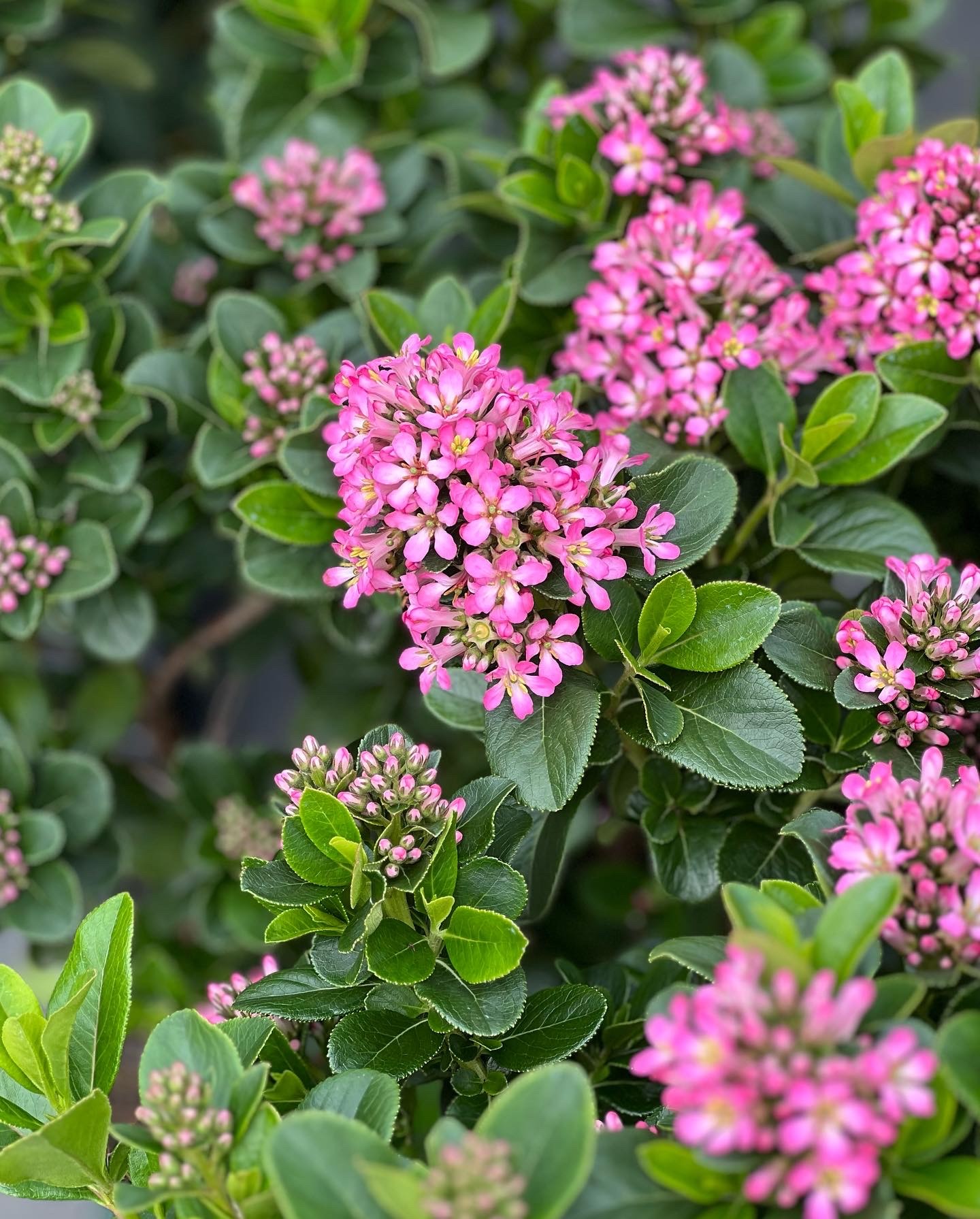 Escallonia Pink Elle 10L