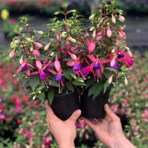 Fuchsia - Bellenboompje