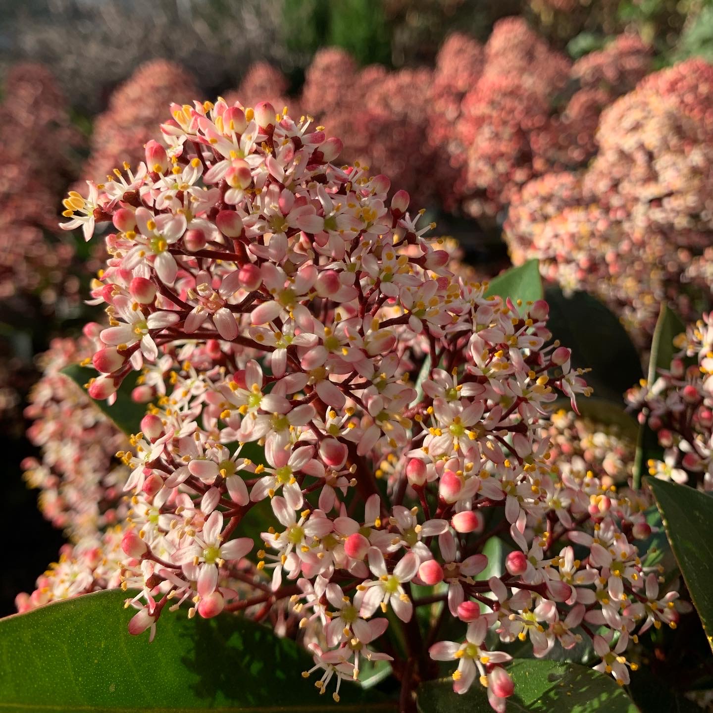 Skimmia japonica - pot 12 - Image 3