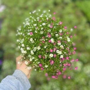 Gypsophila Muralis Duo