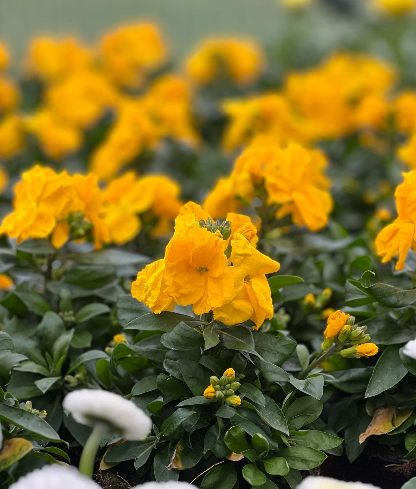 Erysimum - steenraket - muurbloem - Image 2