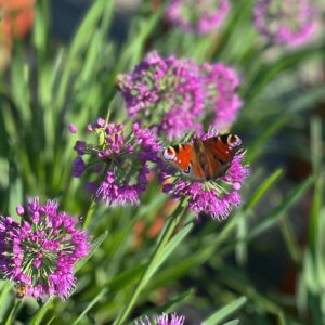 Allium Lavender Bubbles