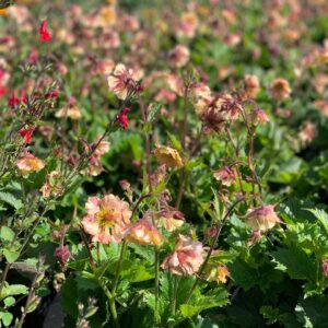 Geum - Nagelkruid