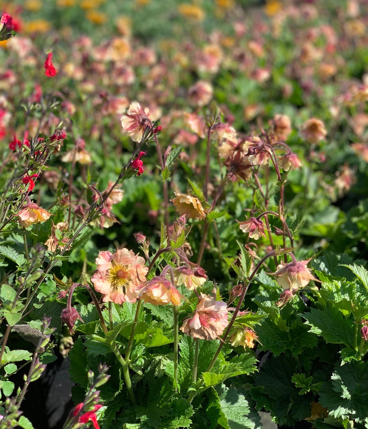 Geum - Nagelkruid