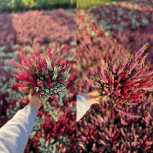Calluna Duo - Erica Duo